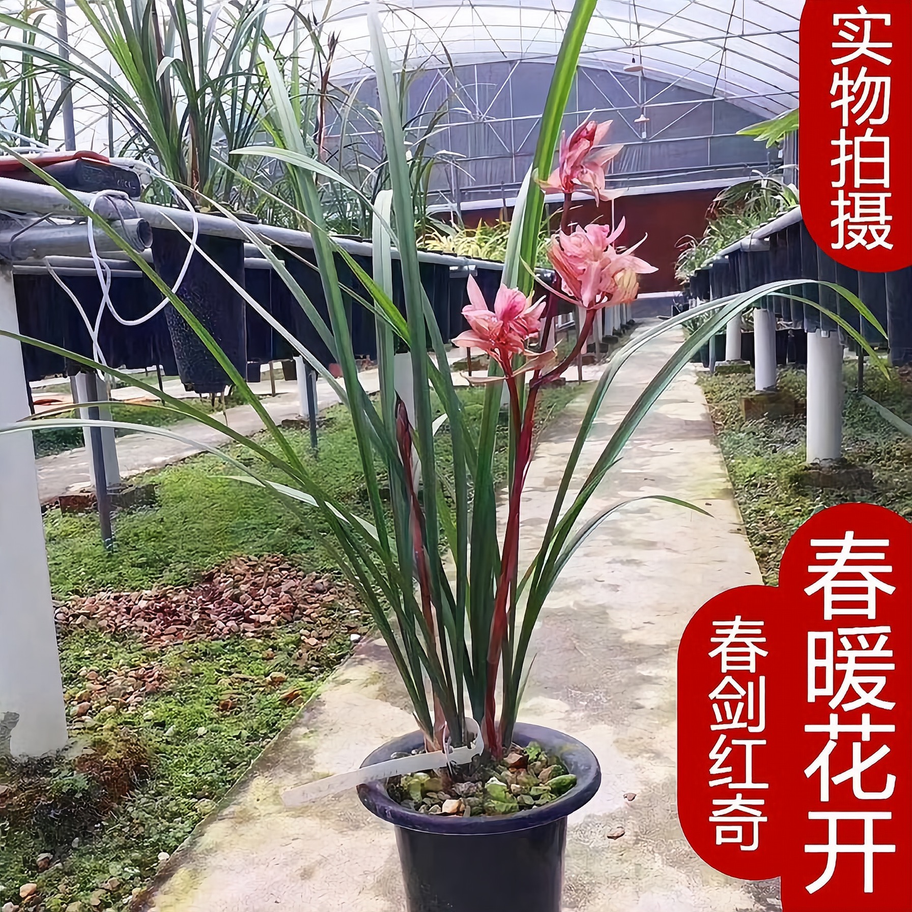 浓香兰花【春暖花开】又叫红盖世春剑奇花红花高档名贵