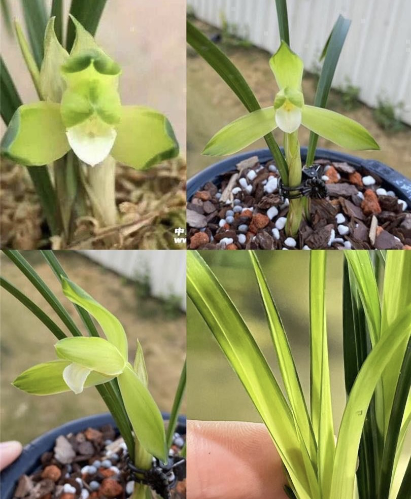 春兰【文团中透】花艺双全