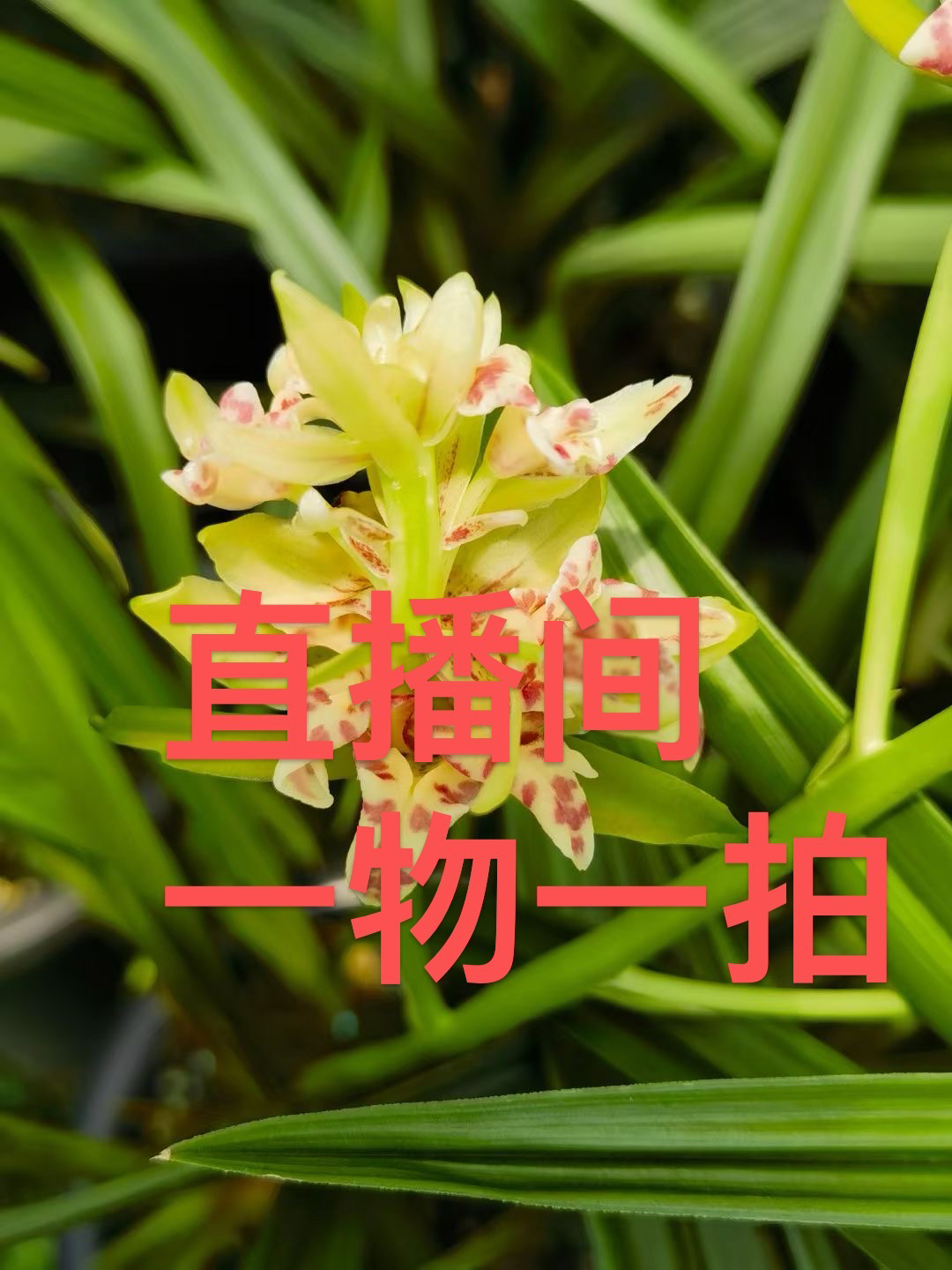 直播间精品兰花【一物一拍】多少钱凑一下