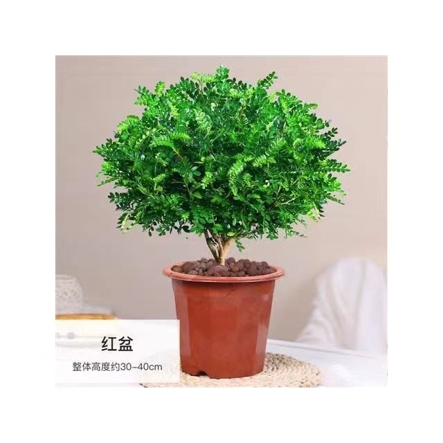 清香木盆栽 夏季驱蚊驱虫植物 室内耐热提神绿植盆栽四季常青