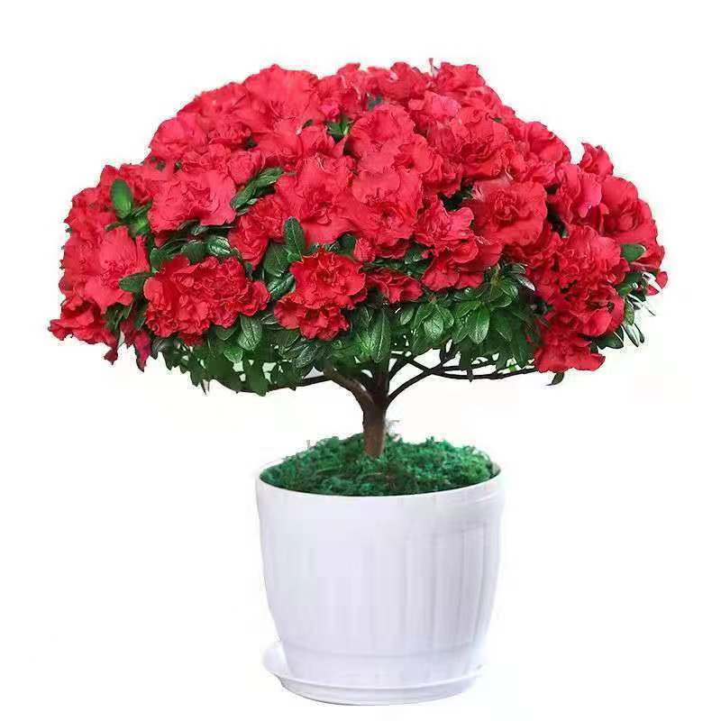 杜鹃花独杆带花苞四季开花净化空气客厅绿植室内盆景