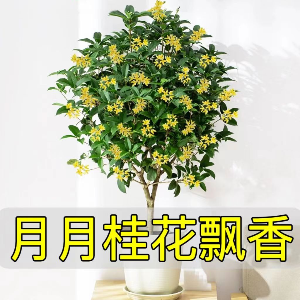 四季桂花盆栽桂花树苗四季开花月桂室内阳台庭院浓香好养花卉植物