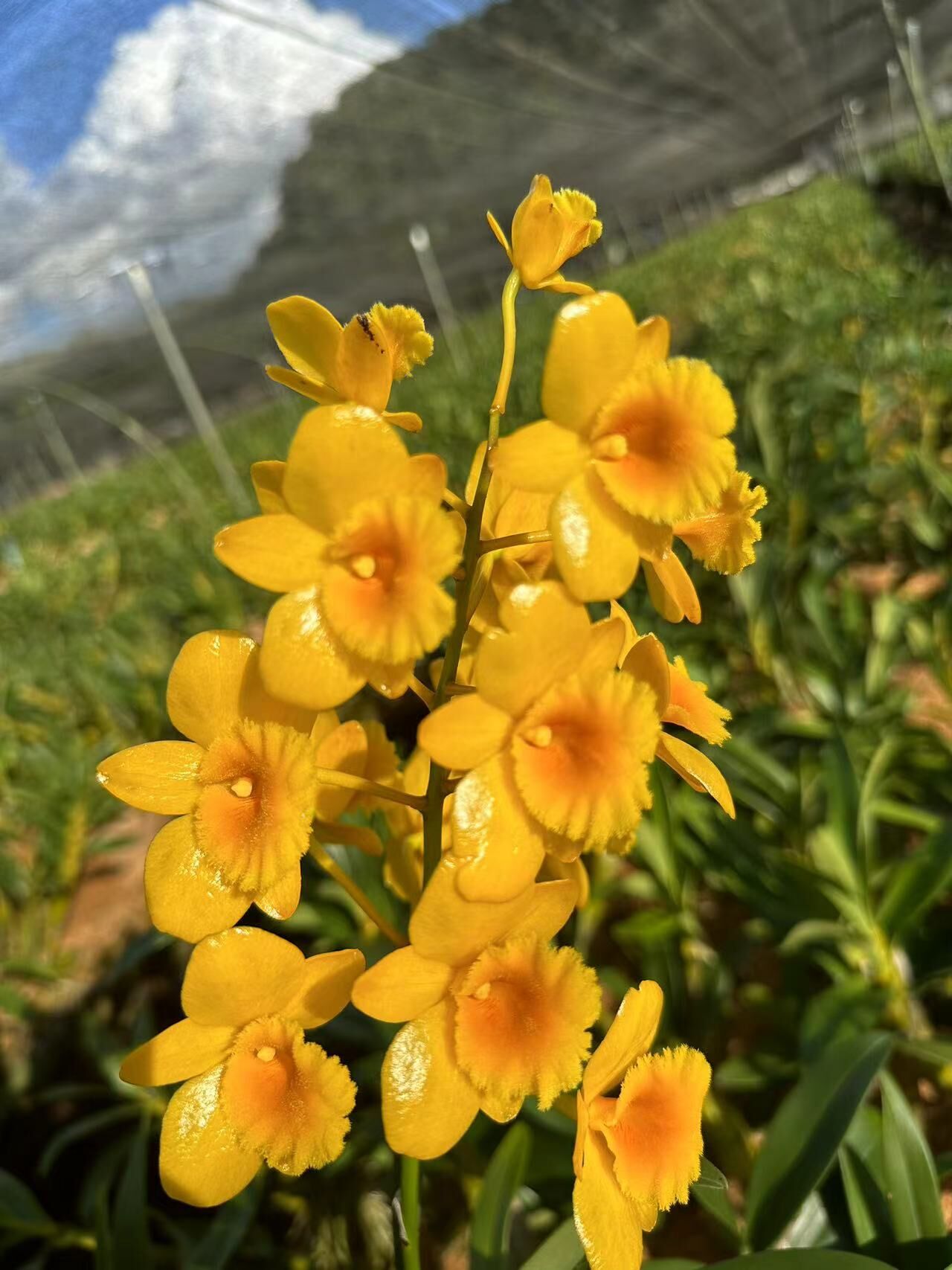 鼓槌石斛花期2-6月份