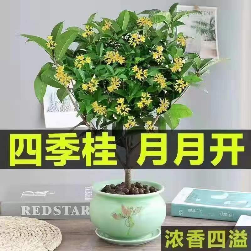 一物一拍四季开花好养活抗寒耐冻嫁接桂花树苗庭院阳台南北方种植
