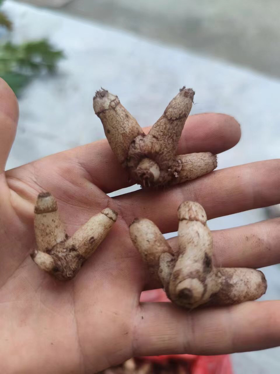 正宗野生小白及正品贵州包邮白芨白鸡鲜货