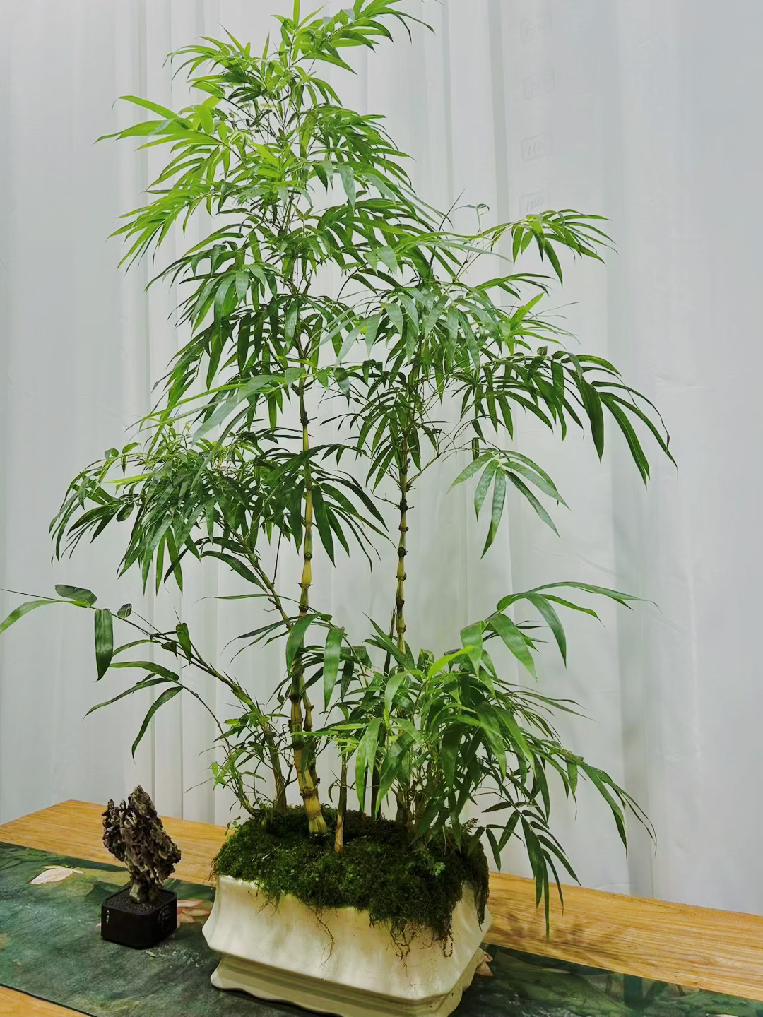 金丝佛肚竹-室内禅意盆景  好养易活 竹叶四季常青（一物一拍）