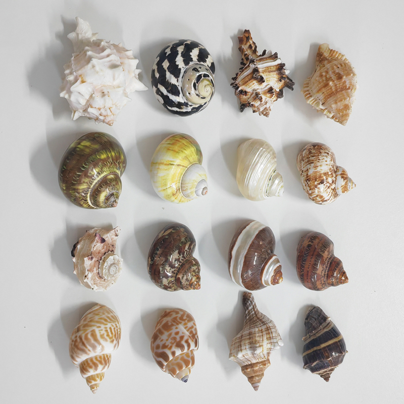 寄居蟹替换壳天然贝壳海螺壳造景装饰摆件鱼缸观赏小豆子备用贝壳