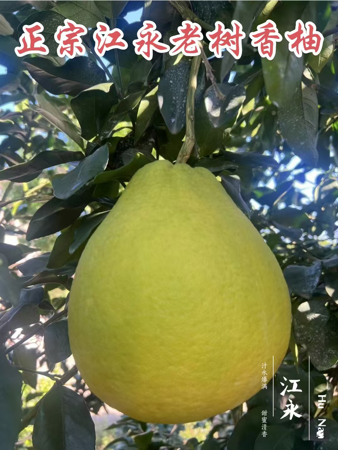 正宗江永老树沙田柚，汁水爆满，肉质甜蜜清香