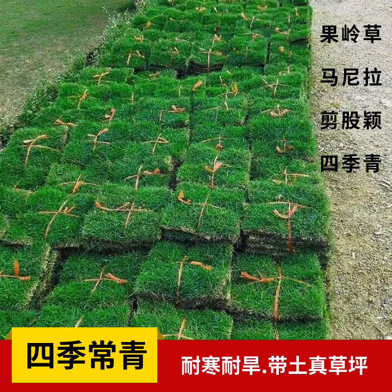 草皮真草坪带泥土别墅花园绿化四季青果岭草台湾草马尼拉百慕大