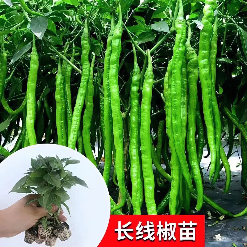 长线椒苗幼苗春季蔬菜秧苗简单种植育苗基地