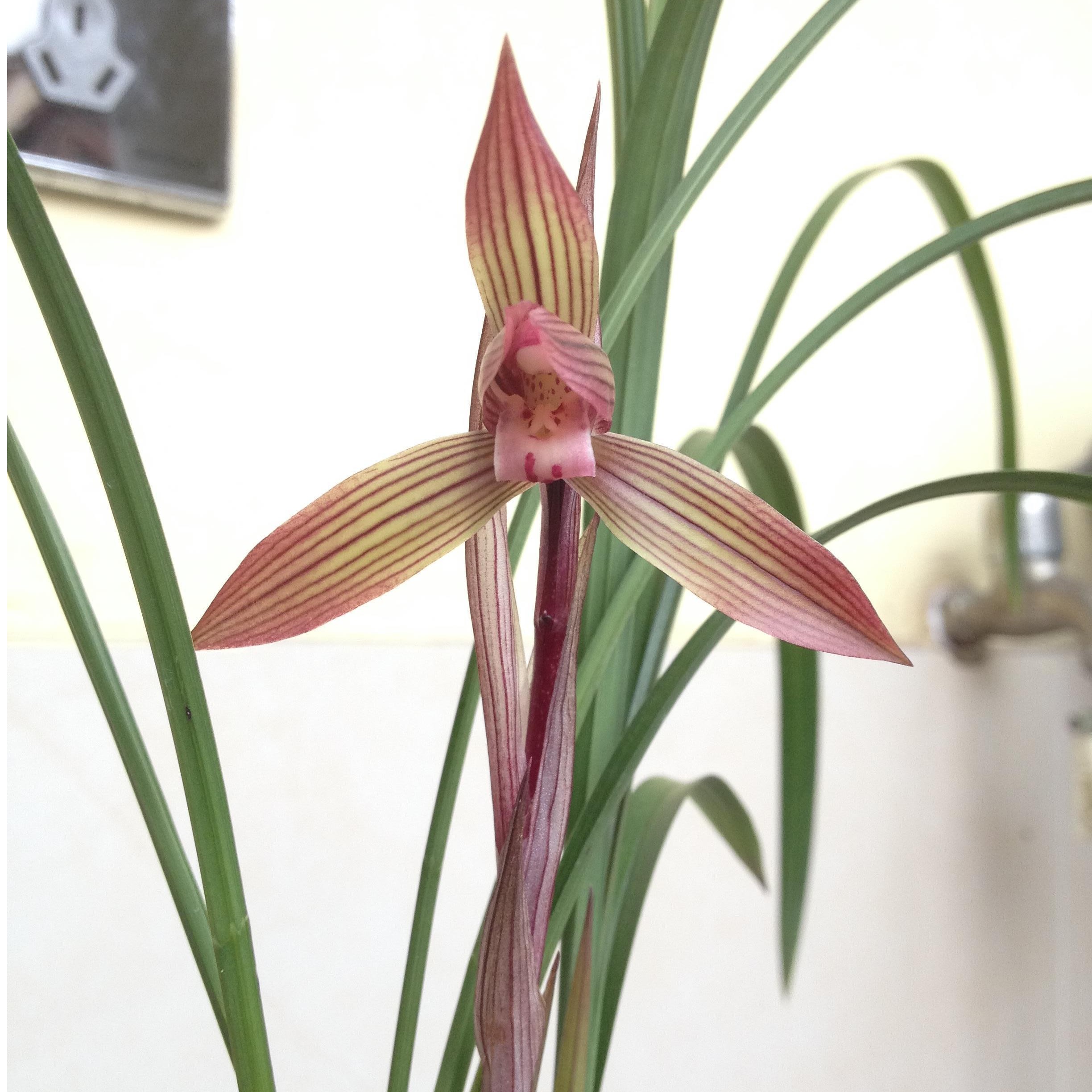 翁源兰花茶室-春兰春丽浓香型