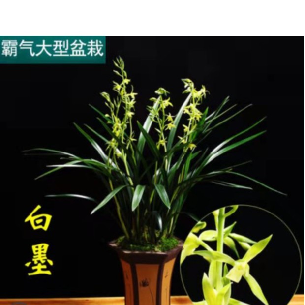 翁源兰花-墨兰白墨