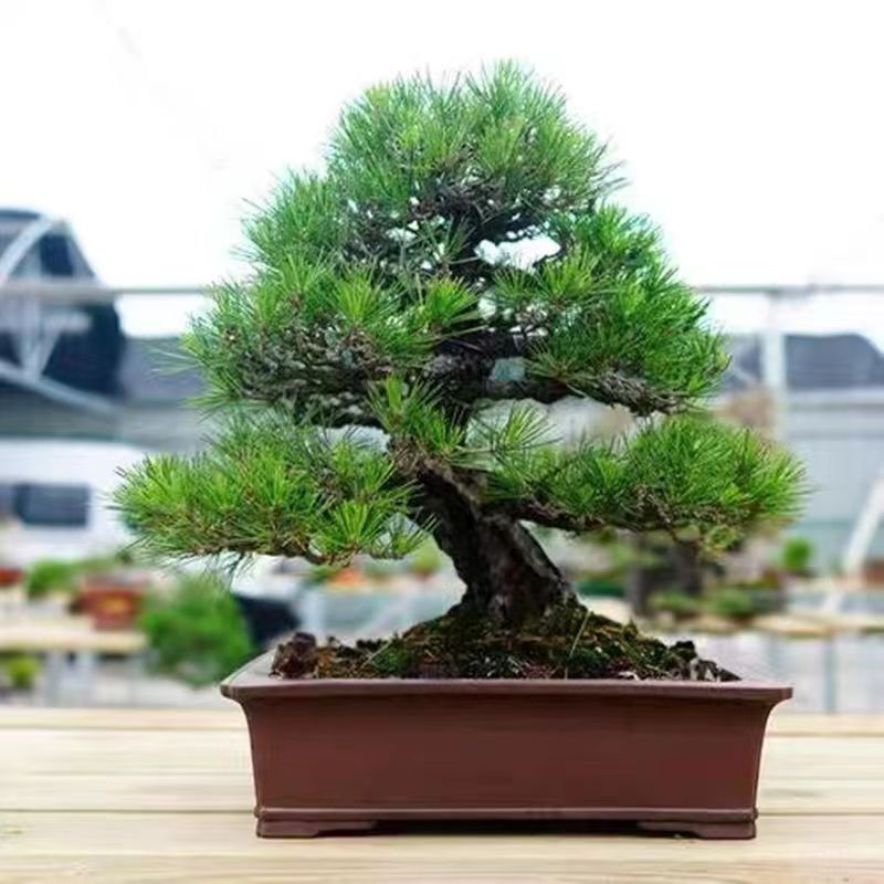 黑松千寿丸五针松大版黄杨梅花海棠花卉绿植一物一拍