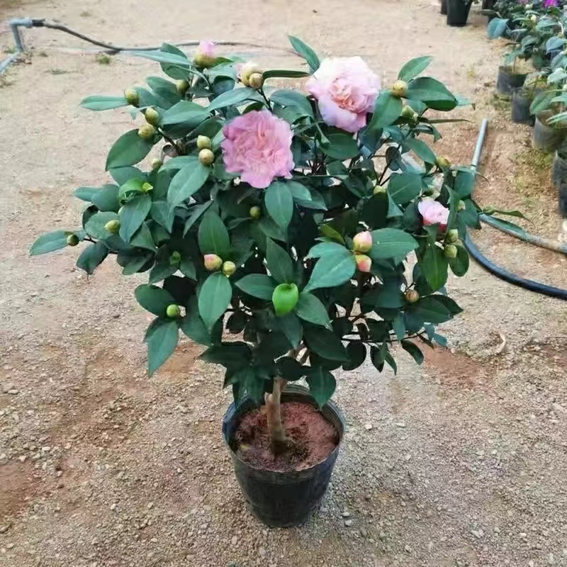 香妃茶花盆栽地栽花园庭院阳台好养绿植花卉