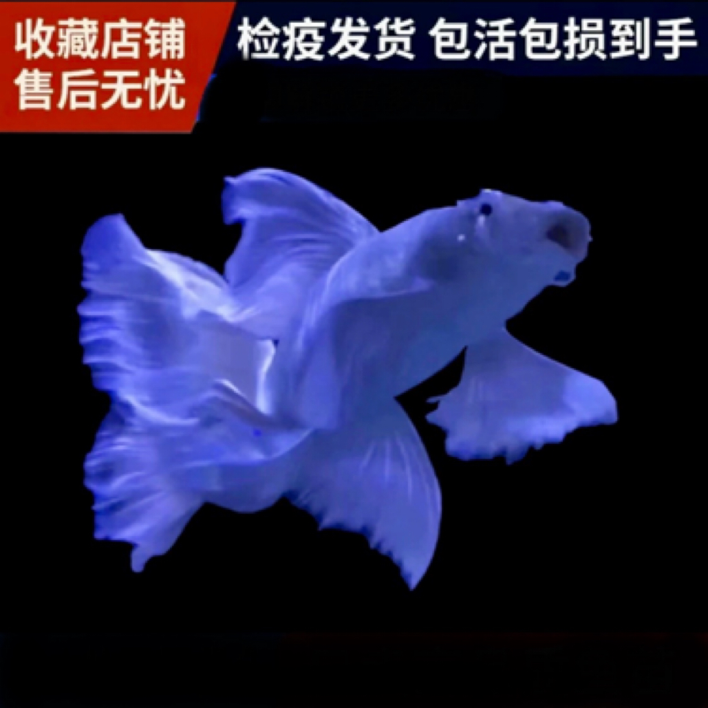 （直播间选鱼为准）白色普身球体蝴蝶鲤鱼