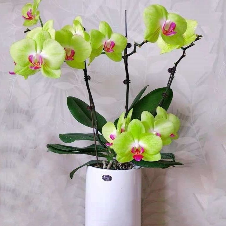 盆栽兰花大苗蝴蝶兰花苗带花剑花卉四季开花好养观花客厅室内植物