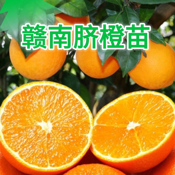 正宗赣南脐橙纽荷尔苗