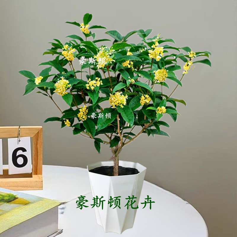 【豪斯顿】 四季桂花-开花飘香满屋四季常青耐寒耐热盆栽地栽花期长