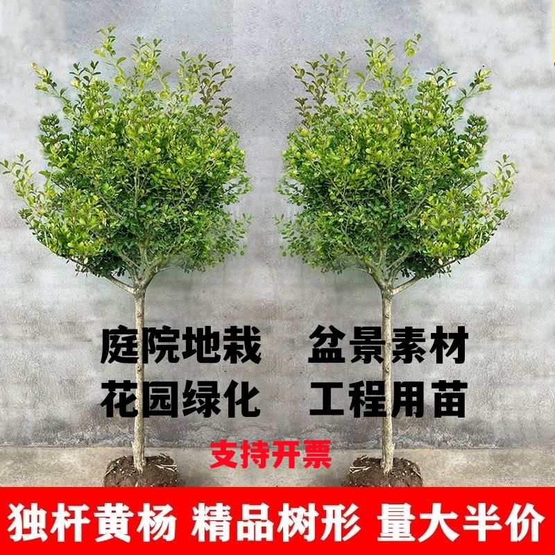 独杆黄杨树苗瓜子黄杨庭院耐寒四季常青风景树盆景素材小叶黄杨苗