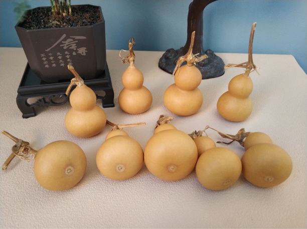 人工种植摆件葫芦