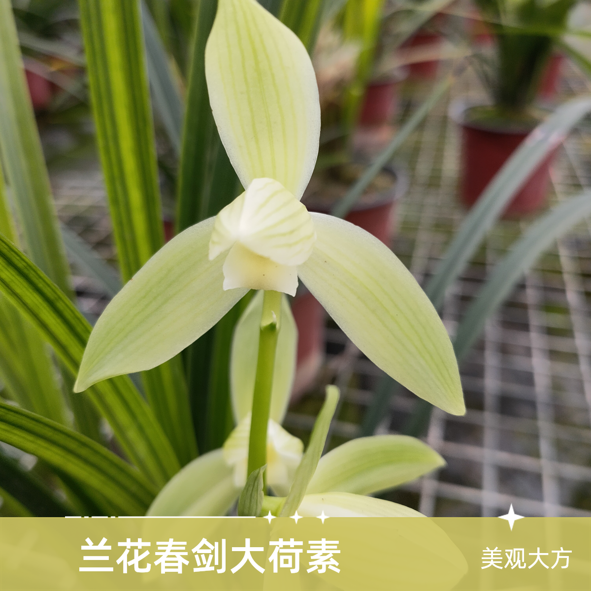 兰花春剑大荷素，清香型，宜室内外盆栽花卉