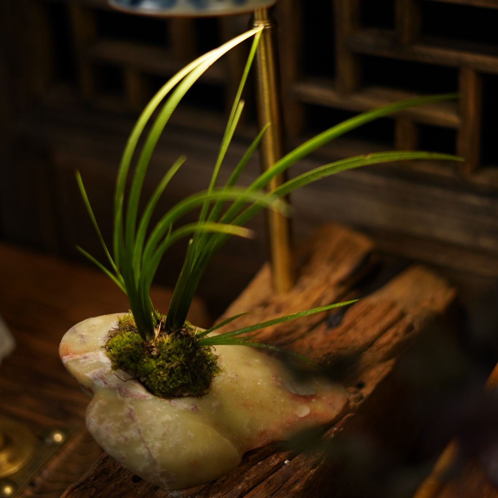 【多彩青玉冻菖蒲】泰顺石高端盆景盆栽茶室摆件书房摆件掌中宝