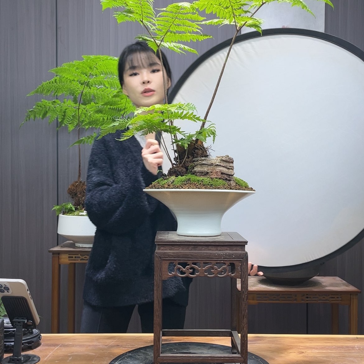 【闪购商品】用****4蕨类植物