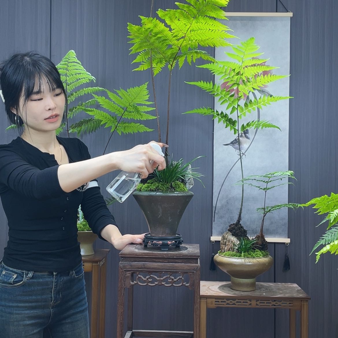 【闪购商品】小*蕨类