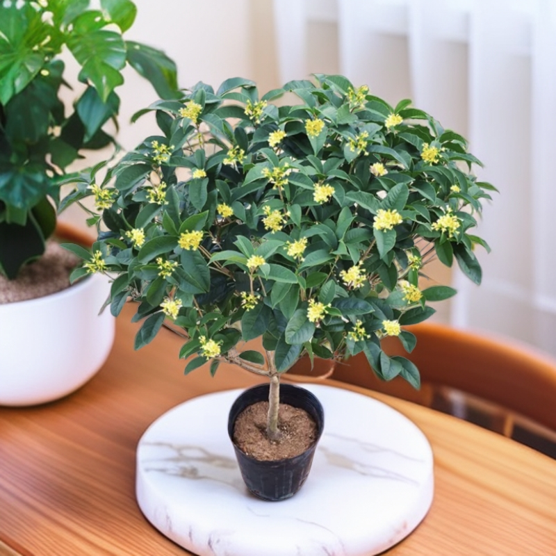 四季桂花树月月桂盆栽地栽花期长室内外阳台庭院（七年苗）清香开花