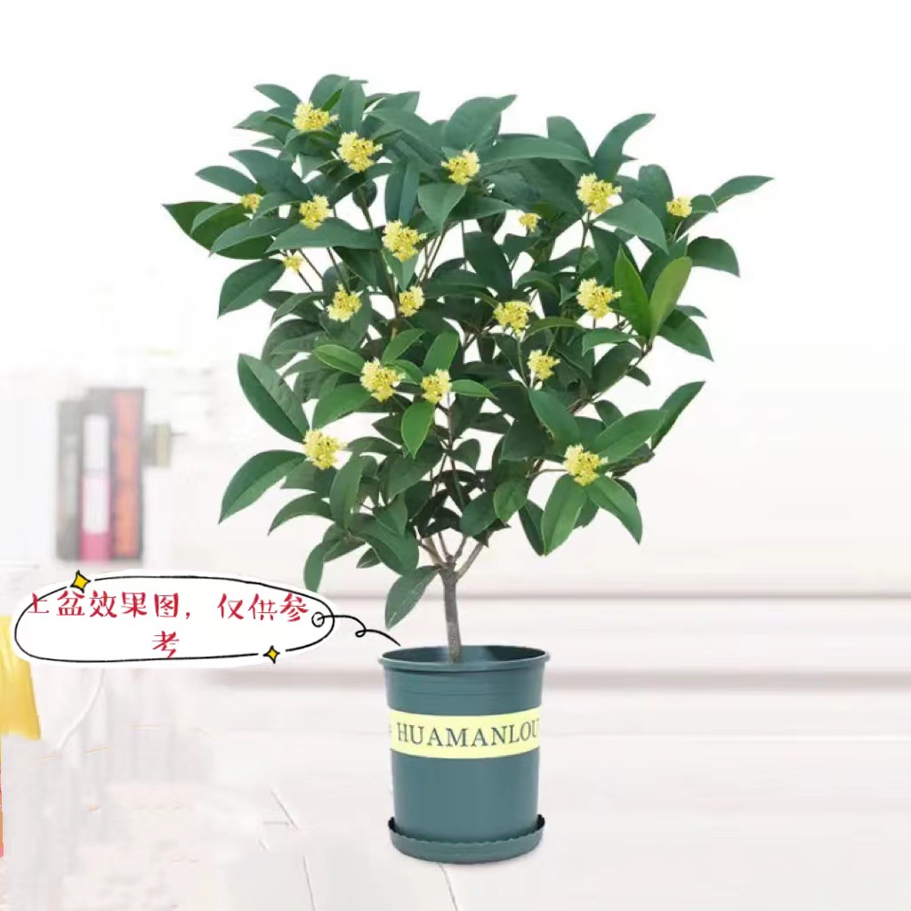 四季桂花食用月月桂盆栽地栽阳台客厅庭院绿植（福利六年苗）花香