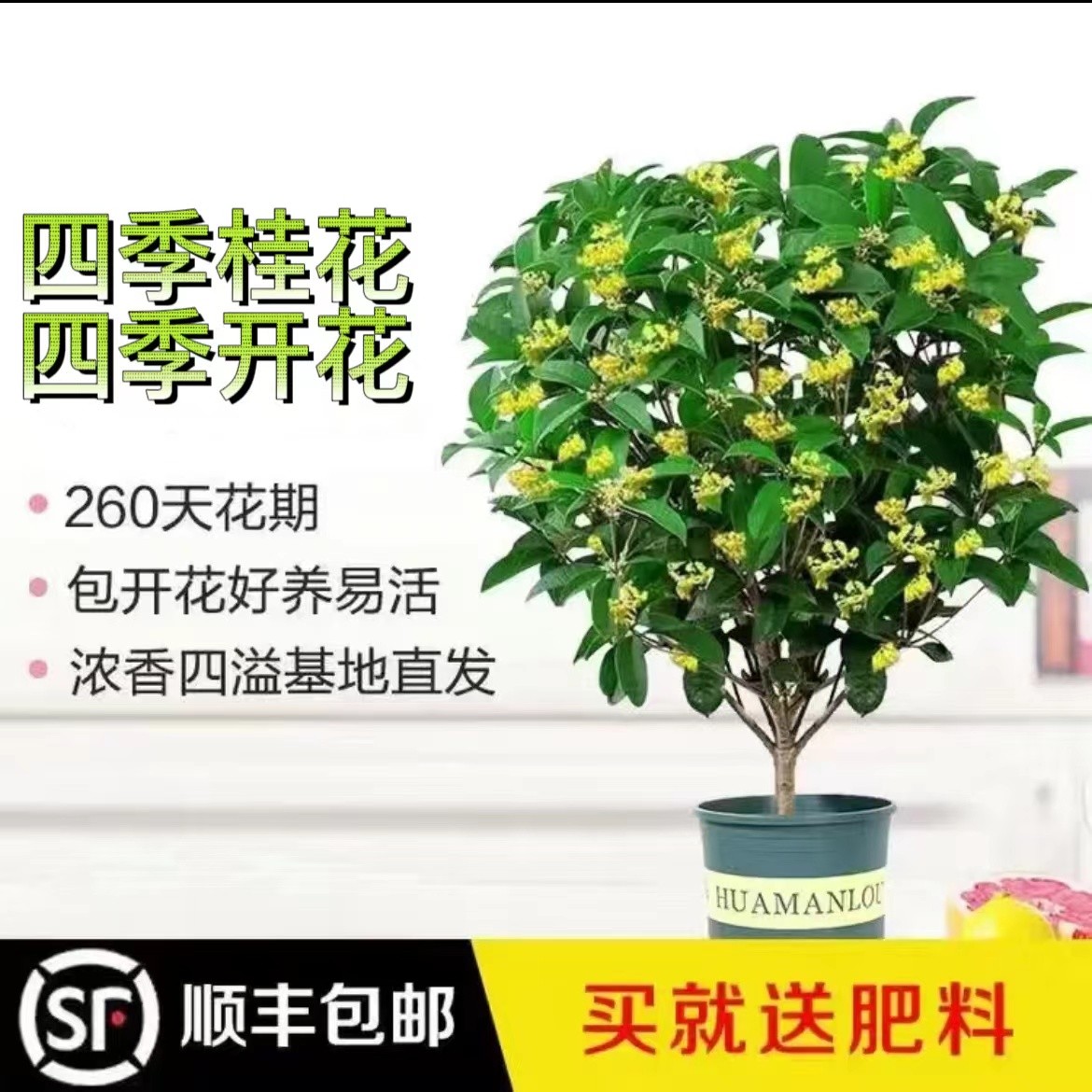 四季桂花四季开花开花不断清香浓香绿植室内外盆栽地栽（八年苗）