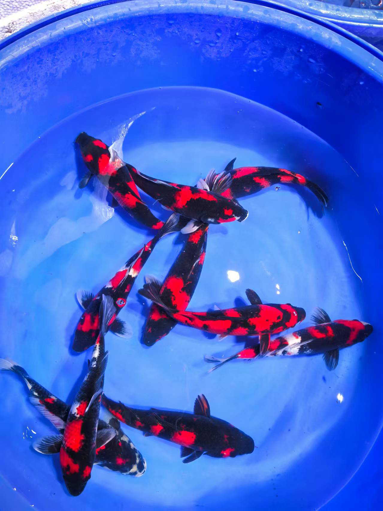 2锦鲤观赏鱼昭和非写白写大正     不包邮