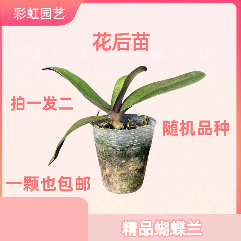 花后苗 蝴蝶兰花苗 随机品种 
