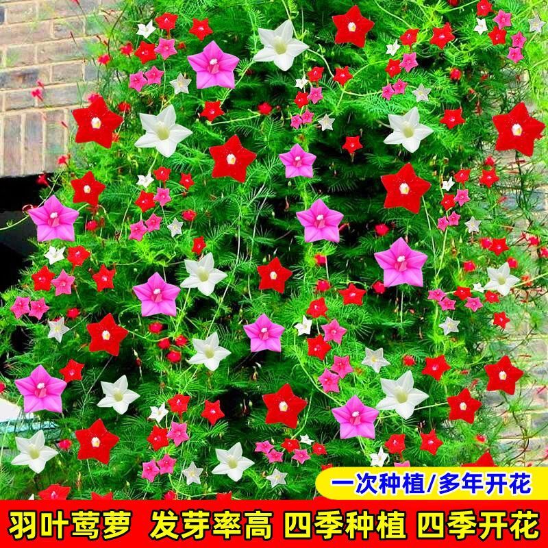 羽叶莺萝花种子庭院攀援藤蔓耐热五星花种子四季开花爬藤花卉种子