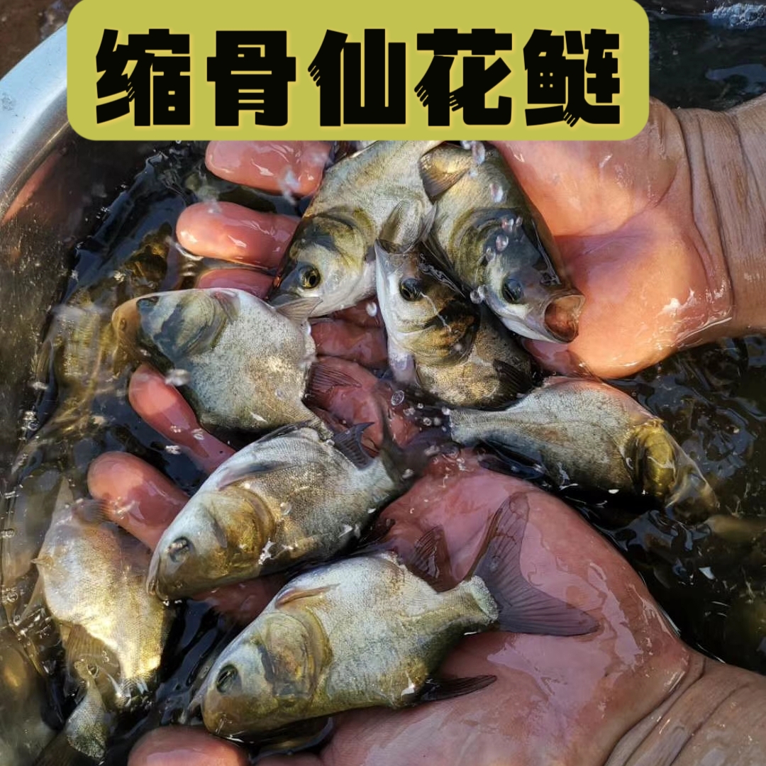 缩骨大头鱼 缩骨胖头鱼  缩骨花鲢鱼 仙骨鱼广州发货