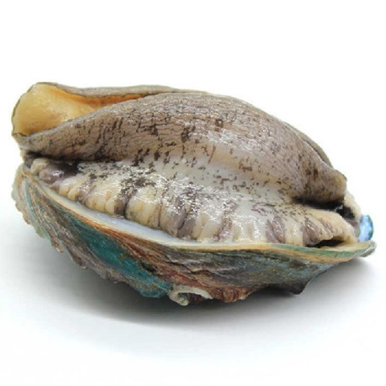 鲜活鲍鱼1只（9-11头/500g）