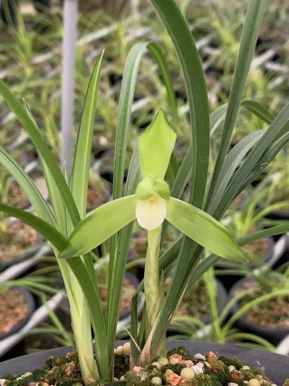 直播间春兰，专属链接