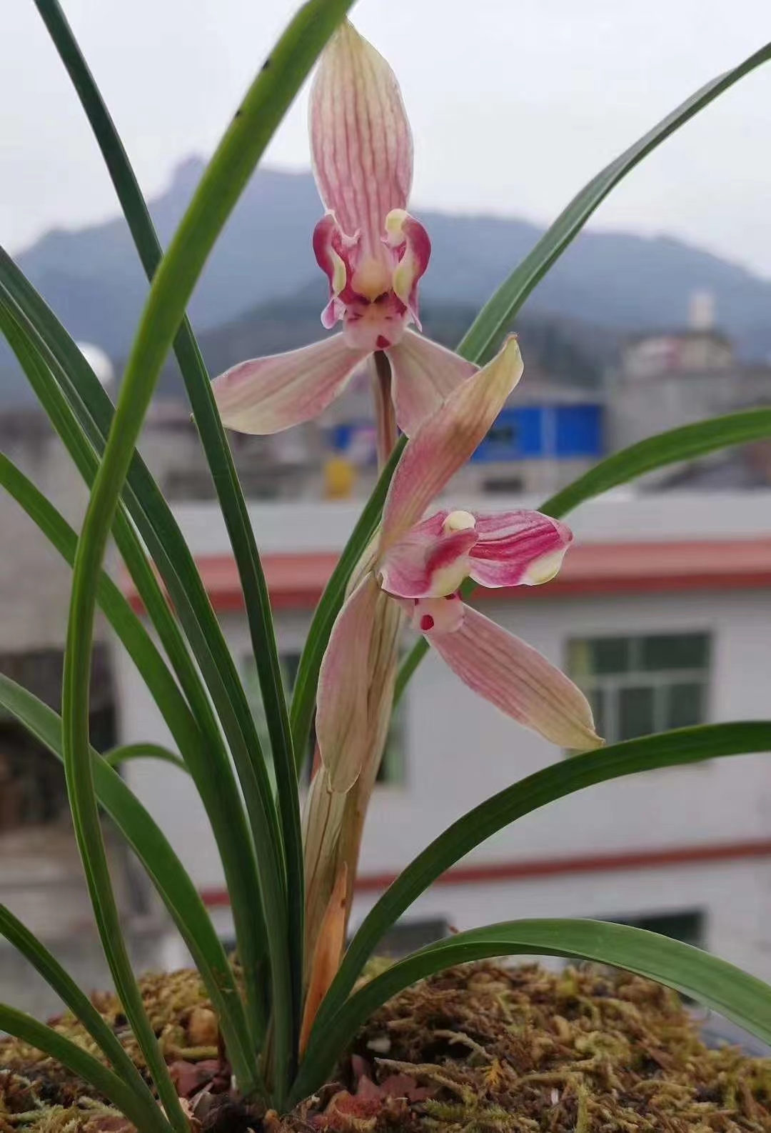 本直播间春兰专属链接