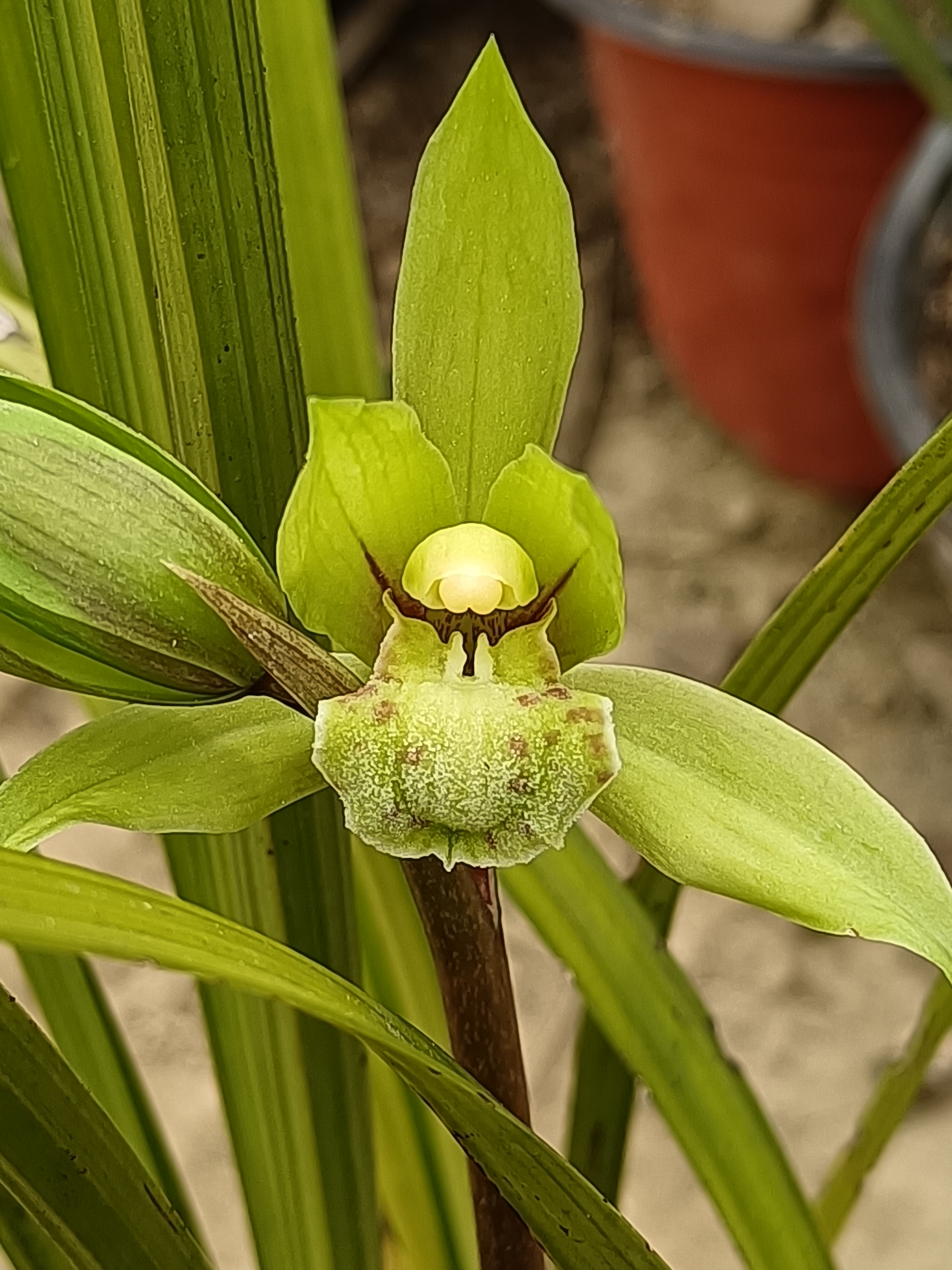 春兰，开品端正浓香型