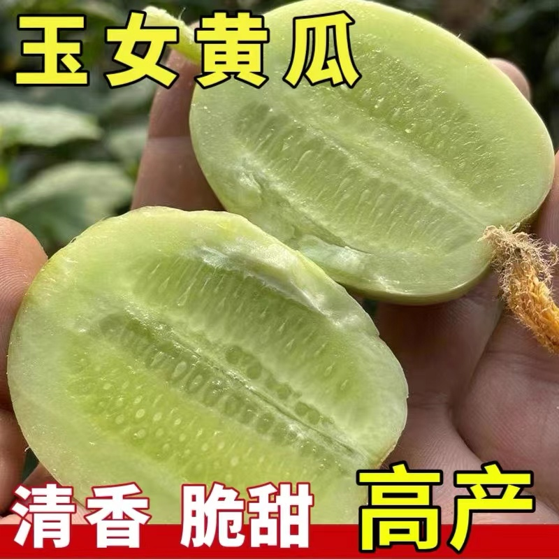 籽种拍三送一迷你玉女黄瓜种子水果黄瓜阳台盆栽庭院蔬菜籽高产