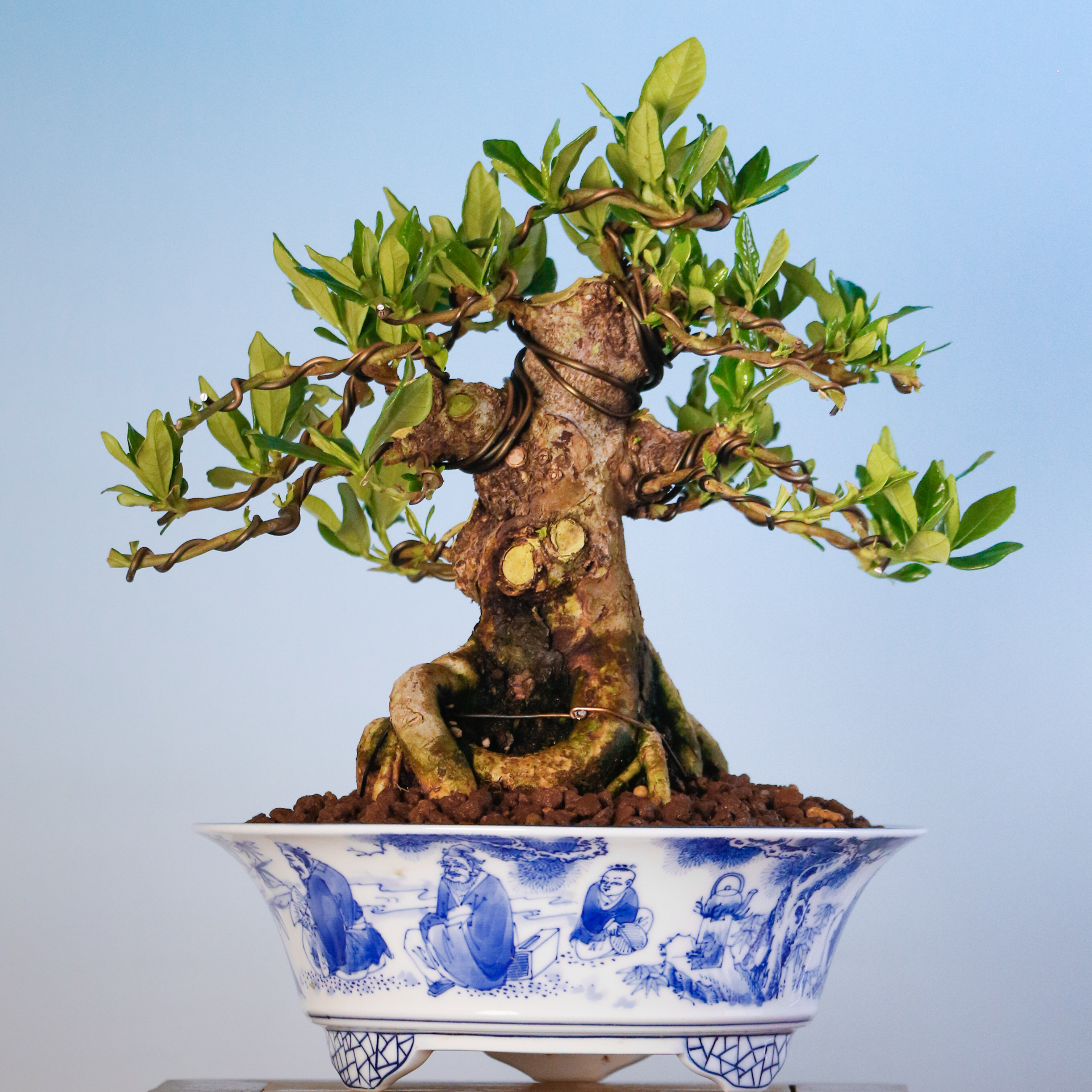 一寸法师栀子花矮霸老桩盆栽盆景绿植造型开花清香庭院室内外好养