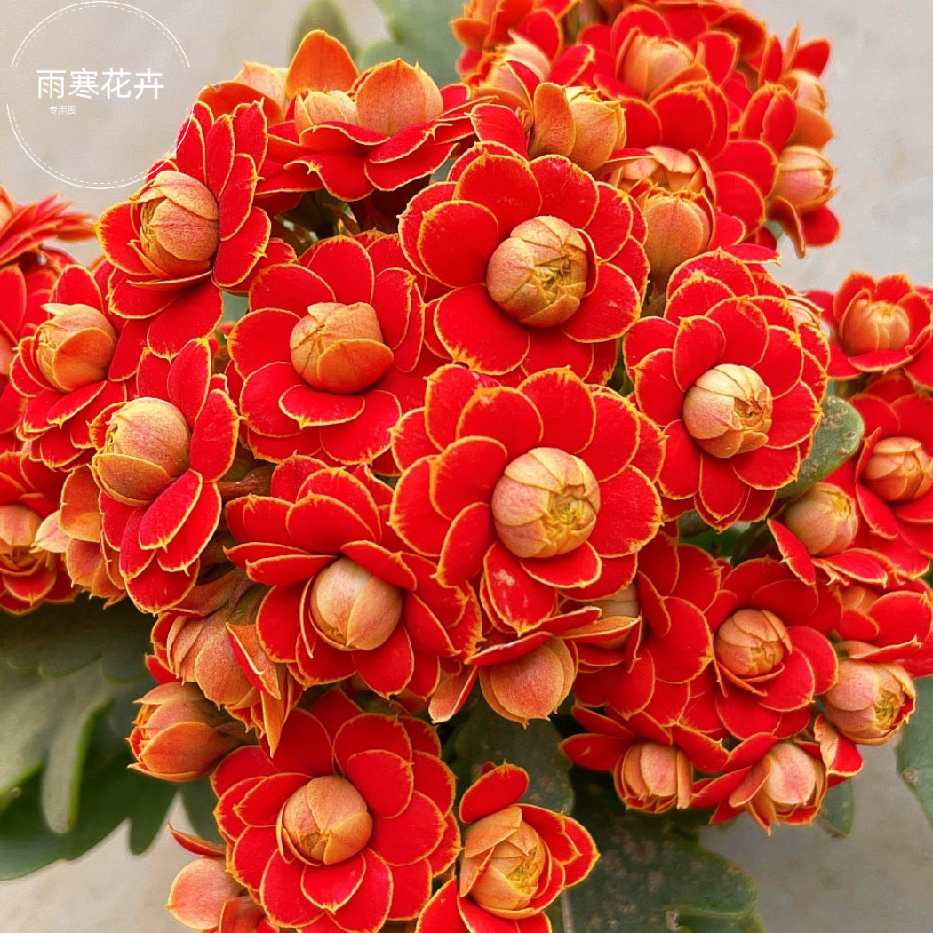 金狐狸重瓣大花长寿花盆栽花卉四季开花植物好养室内阳台原盆原土