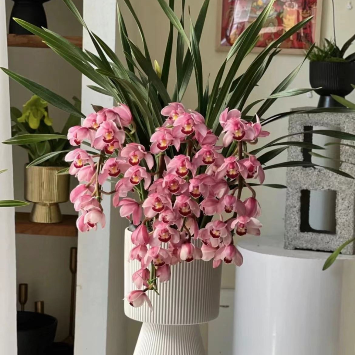 【林林专属】粉色植株花卉室内盆栽地栽种植四季常青年宵花卉开花