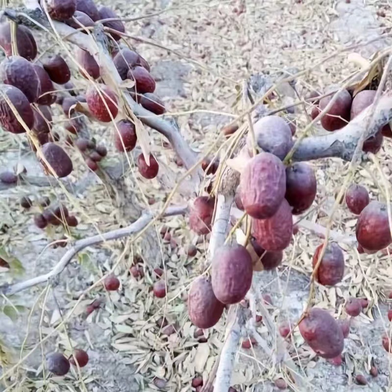 【新货】新疆若羌 枣王 5斤吊干灰枣