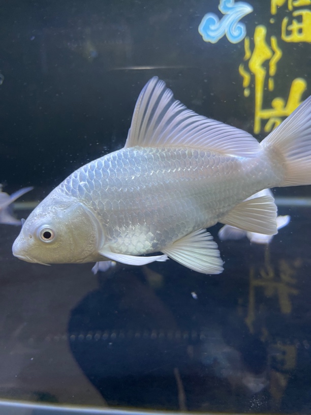 精品台湾普身蝴蝶鲤