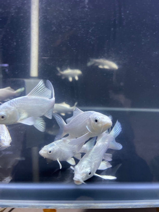 台湾蝴蝶鲤小普身