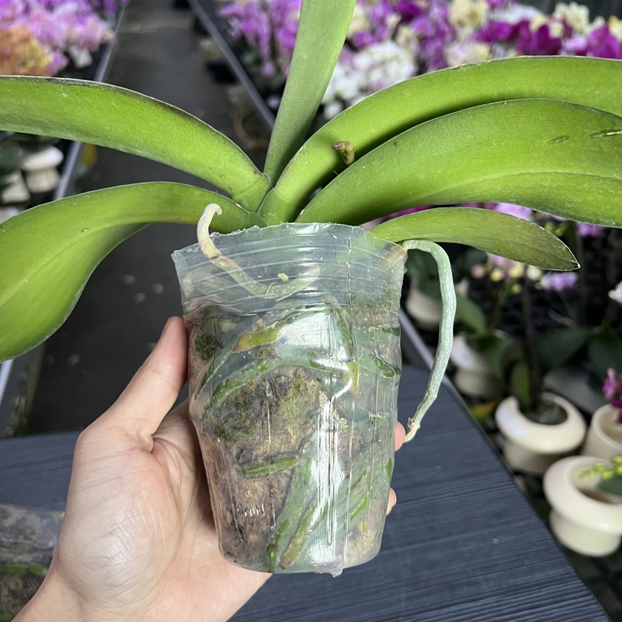 4A品质蝴蝶兰花后苗