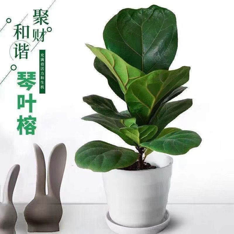 网红北欧风大叶琴叶榕办公室室内好养客厅聚财吸甲醛防辐射盆栽