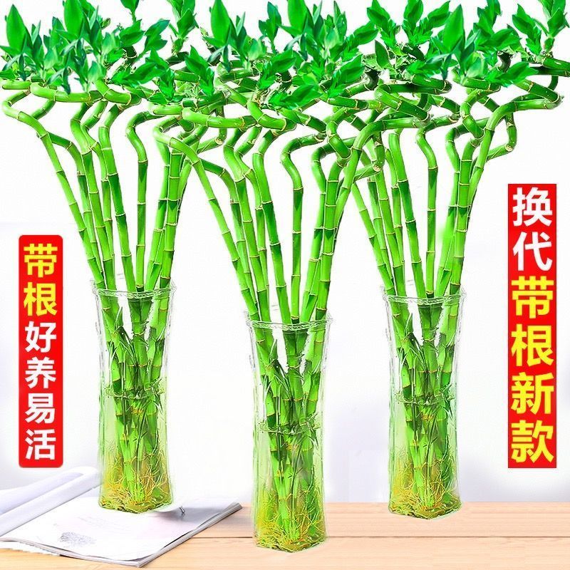 转运竹水养带根水培富贵竹植物直竹客厅弯竹子荷花竹盆栽室内植物