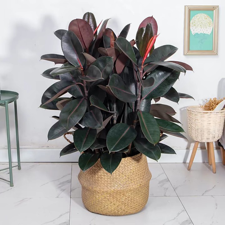 橡皮树黑金刚盆栽花盆苗客厅室内绿植大叶四季常青型植物净化空气